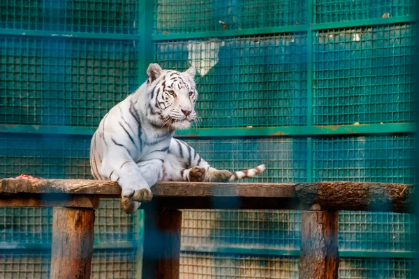 Portrait White Tiger Panthera Tigris — Foto Stock
