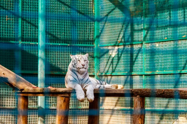Προσωπογραφία Της Λευκής Τίγρης Panthera Tigris — Φωτογραφία Αρχείου