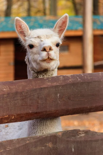 围场中的白羊驼 Lama Pacos — 图库照片