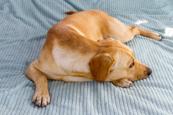 Cão Bonito Labrador Retriever Deitado Uma Cama — Fotografia de Stock