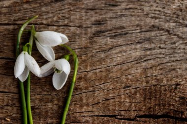 Kırsal ahşap arka planda beyaz kardelen buketi