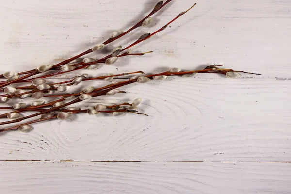 stock image Pussy willow twigs on white wooden background. Top view, copy space