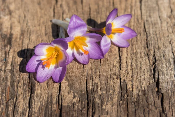 Stock image Purple crocus flowers on rustic wooden background. Spring flowers. Greeting card for Valentine's Day, Woman's Day and Mother's Day