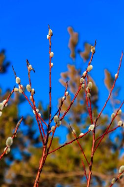 Pussy willow branch at early spring