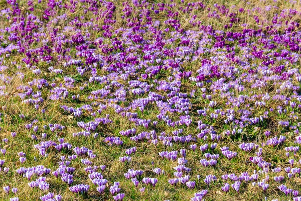 Flores Cocodrilo Púrpura Césped Primavera —  Fotos de Stock