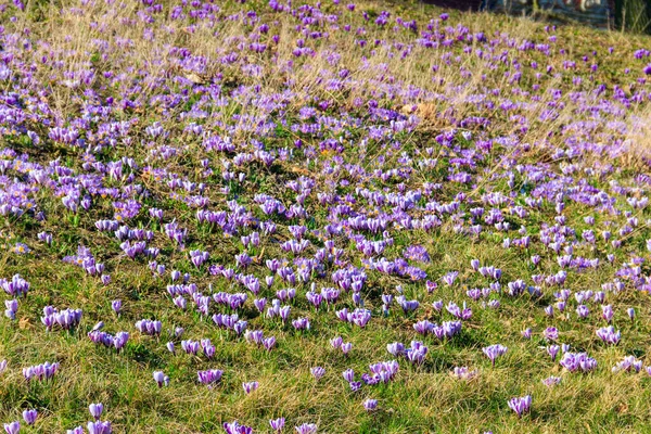 Lila Krokusblüten Auf Dem Rasen Frühling — Stockfoto