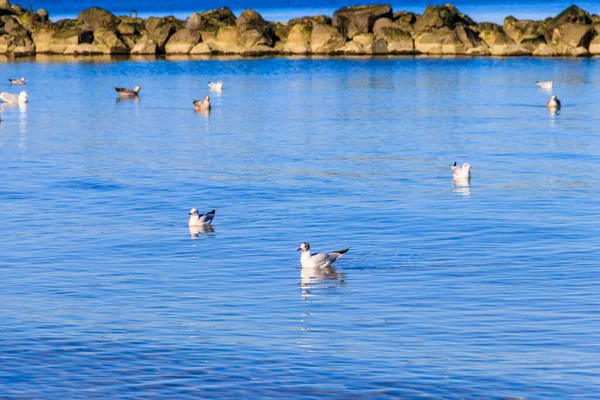 Flock Seagulls Swimming Baltic Sea — Stock Photo, Image