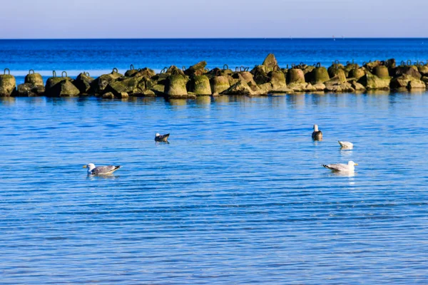 Rebanho Gaivotas Nadando Mar Báltico — Fotografia de Stock