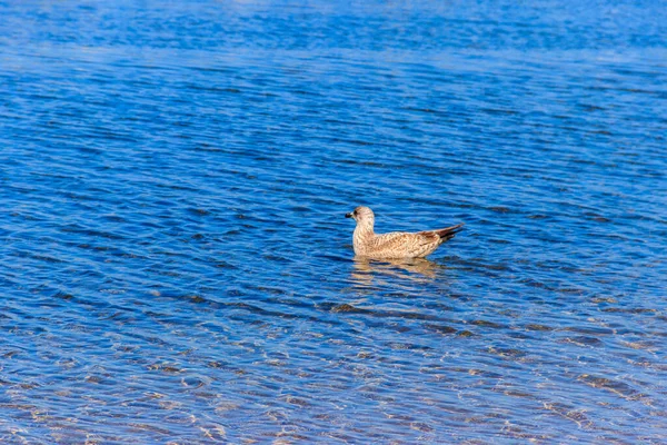 Seagull Swimming Baltic Sea — Stock Photo, Image