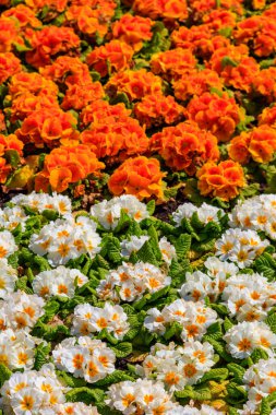Baharda çiçek tarhında renkli çuha çiçeği (Primula Acaulis)