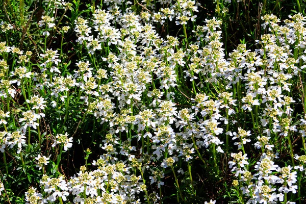 Flores Brancas Candytuft Selvagem Iberis Amara Também Chamado Candytuft Foguete — Fotografia de Stock