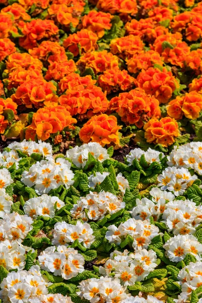 Kolorowe Kwiaty Pierwiosny Primula Acaulis Kwietniku — Zdjęcie stockowe