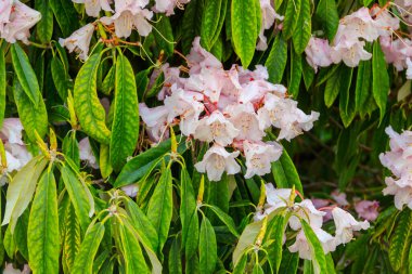 Botanik bahçesinde güzel çiçek açan ağaç rhododendron (Rhododendron arboreum)