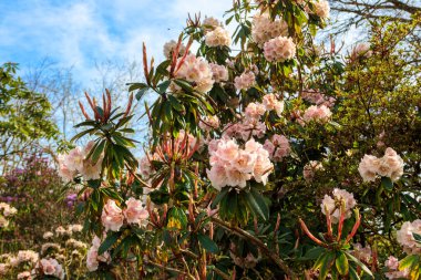 Botanik bahçesinde güzel çiçek açan ağaç rhododendron (Rhododendron arboreum)