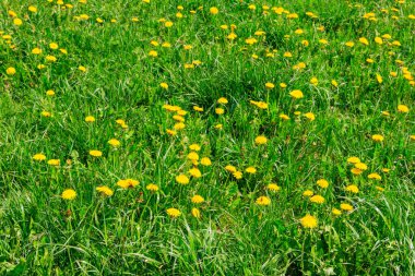 Baharda yeşil çayır sarı karahindiba ile kaplanır.