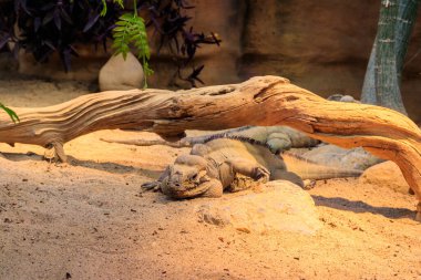 Gergedan iguanası (Cyclura cornuta) nesli tükenmekte olan bir iguana türüdür.