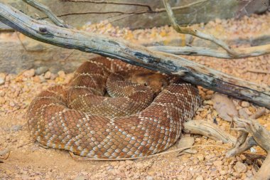 Kırmızı elmas çıngıraklı yılan (Crotalus ruber). Amerika 'dan zehirli çıngıraklı yılan türü