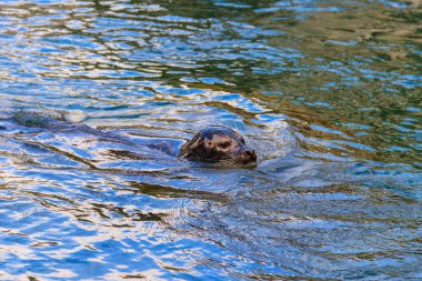 Suyun içinde yüzen güzel fok