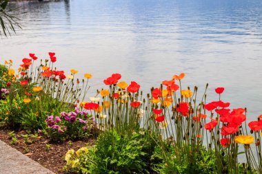 Alp Dağları 'nda renkli gelincikler ve İsviçre' nin Montreux kentindeki Cenevre Gölü 'nün güzel manzarası.