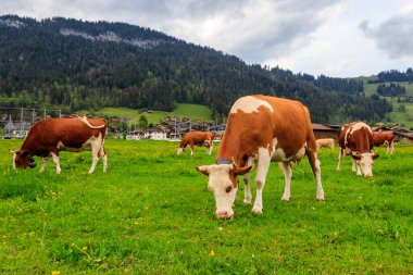 İsviçre 'nin İsviçre Alpleri' ndeki yeşil bir çayırda otlayan inek sürüsü.