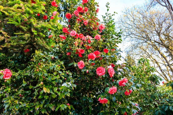 stock image Beautiful blooming camellia tree in park