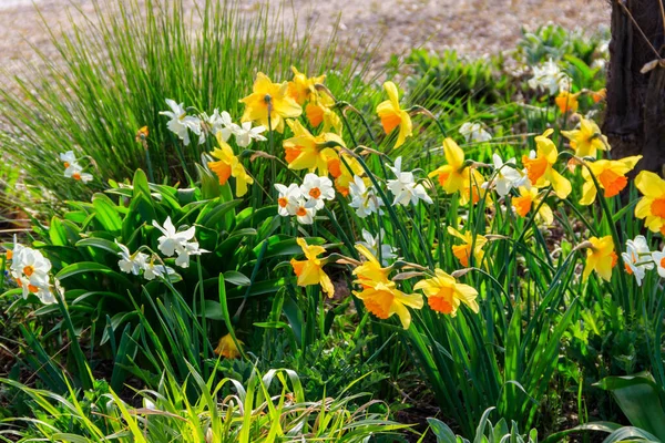 Daffodil Květiny Zahradě Krásné Narcisy Záhonu — Stock fotografie