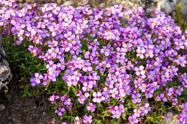 Fialové Květy Aubrieta Pinardii Zahradě Jaře — Stock fotografie