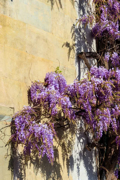 stock image Flowering violet wisteria creeper on the wall