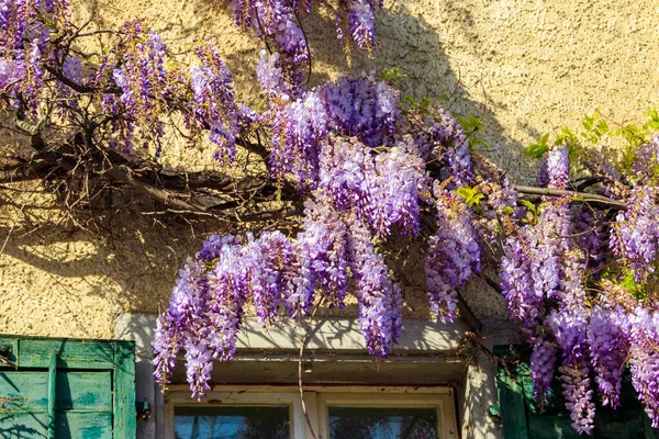 stock image Flowering violet wisteria creeper on the wall