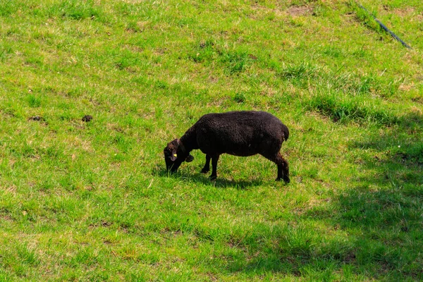 Черная Овца Пасущаяся Зеленом Альпийском Лугу — стоковое фото