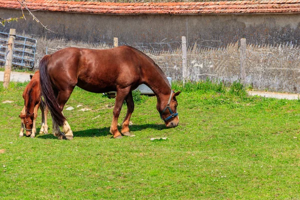 Stute Pferd Und Ihr Fohlen Auf Einer Grünen Wiese — Stockfoto