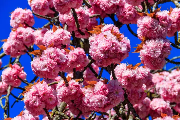 Sakura Rose Fleurissant Dans Jardin Printemps — Photo