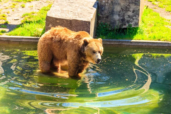 Медведь Медвежьей Яме Берне Швейцария Медведь Символ Берна — стоковое фото