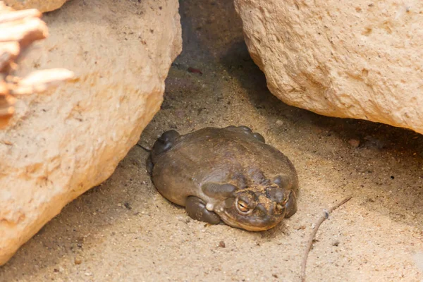 Incilius Alvarius Incilius Alvarius Ook Bekend Als Sonoran Desert Toad — Stockfoto