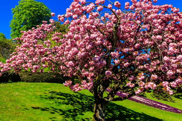 Pink Blossoming Sakura Tree Garden Spring Royalty Free Stock Photos
