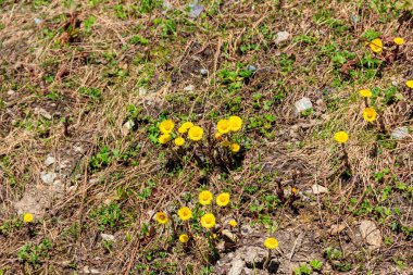 Çayır üzerinde Coltsfoot çiçekleri (Tussilago farfara)