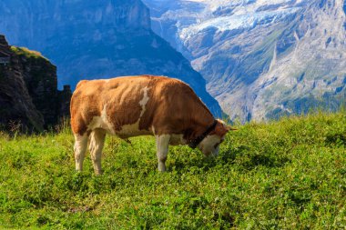 İsviçre, Grindelwald 'ın yukarısındaki Birinci Dağ' daki bir çayırda inek otluyor.
