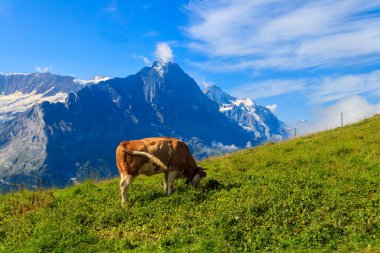 İsviçre, Grindelwald 'ın yukarısındaki Birinci Dağ' daki bir çayırda inek otluyor.