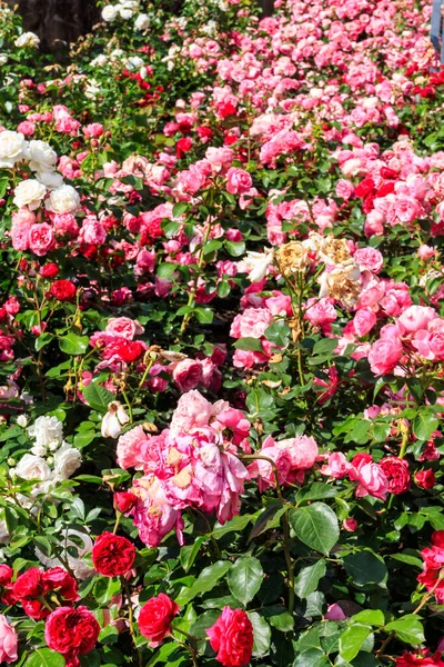 Schöne Rosen Auf Einem Blumenbeet Garten — Stockfoto