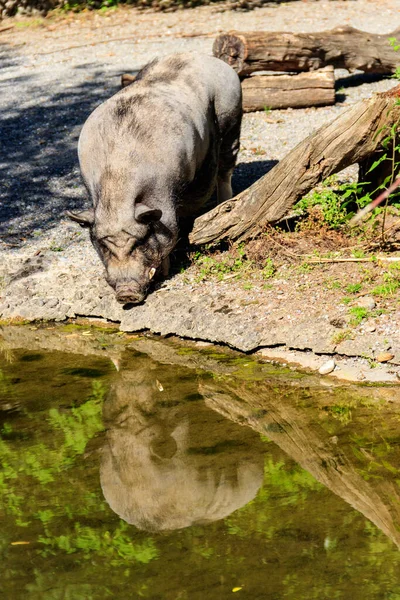 Hausschweine Trinken Wasser Aus Teich Bauernhof — Stockfoto