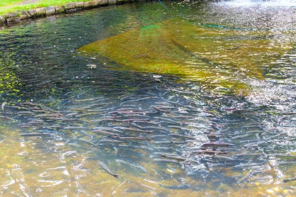 Artificial pond with fish on a trout farm