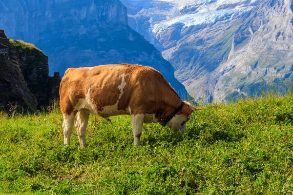 stock image Cow grazing on an alpine meadow on First Mountain high above Grindelwald, Switzerland