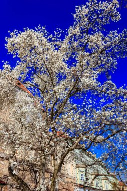 Parktaki güzel beyaz manolya ağacı