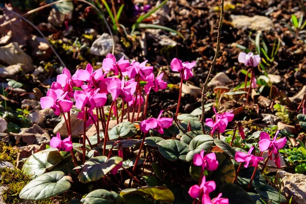 Pink Cyclamen Flowers Garden — Stock Photo, Image