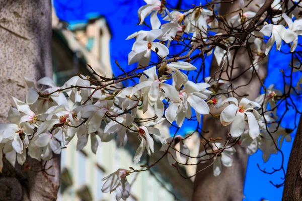 Hermoso Árbol Magnolia Blanca Flor Parque —  Fotos de Stock