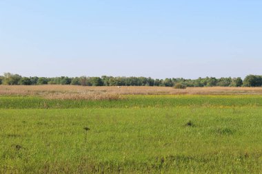 Yeşil çayır ve mavi gökyüzü ile ilkbahar manzarası 