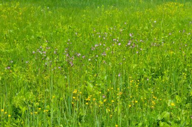 coronaria flos-cuculi (lychnis flos-cuculi) çiçekler