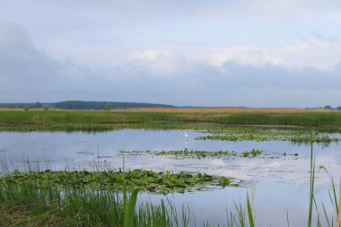 Nehirde beyaz balıkçıl