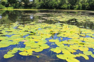 Sarı su çiçekler (Nuphar Lutea)