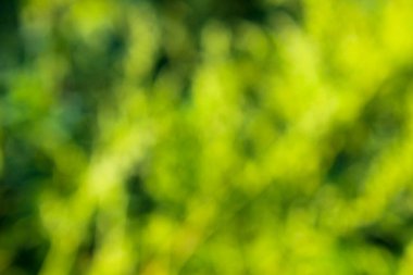 Yeşil bulanık soyut arkaplan